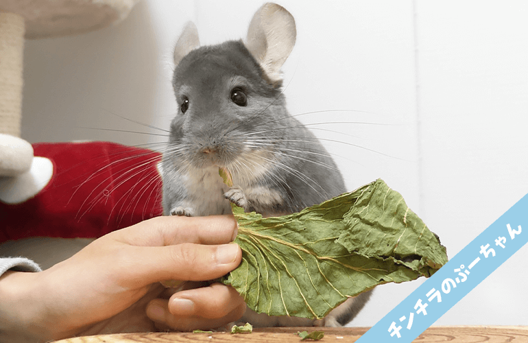 いろいろな食べ方を見せてくれるチンチラが可愛すぎる！