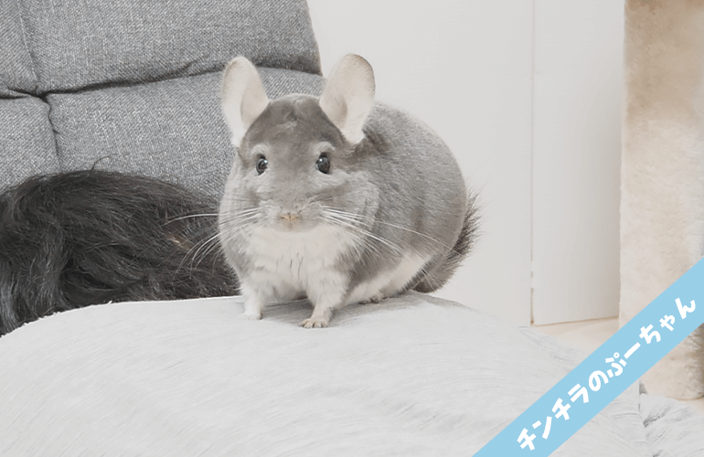 疲れた飼い主にマッサージをしてくれるチンチラが優しすぎる