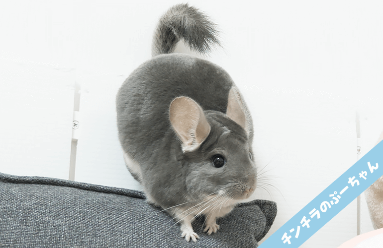 飼い主を見下してドヤ顔をしてくるチンチラ