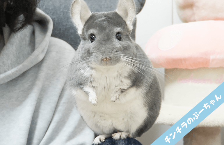 【ご報告】チンチラのぷーちゃんを3ヶ月ぶりに病院に連れて行った結果…