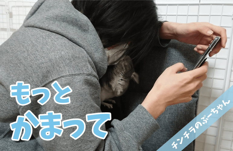 【チンチラ】もっとかまって！飼い主がスマホに夢中になっていると邪魔してくる姿が可愛すぎる！