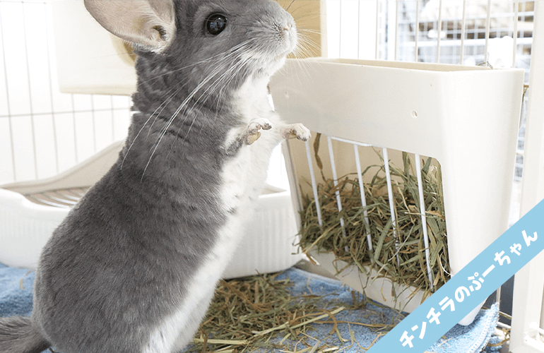 知らなきゃ損！痩せてしまったチンチラが驚くほどチモシーを食べるようになった方法！