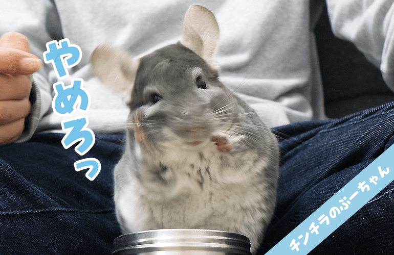 【やりすぎ注意】調子に乗った飼い主にキレるチンチラ