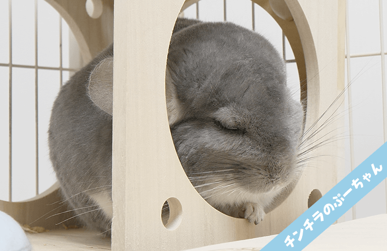 【ご報告】チンチラのぷーちゃんを病院に連れていきました