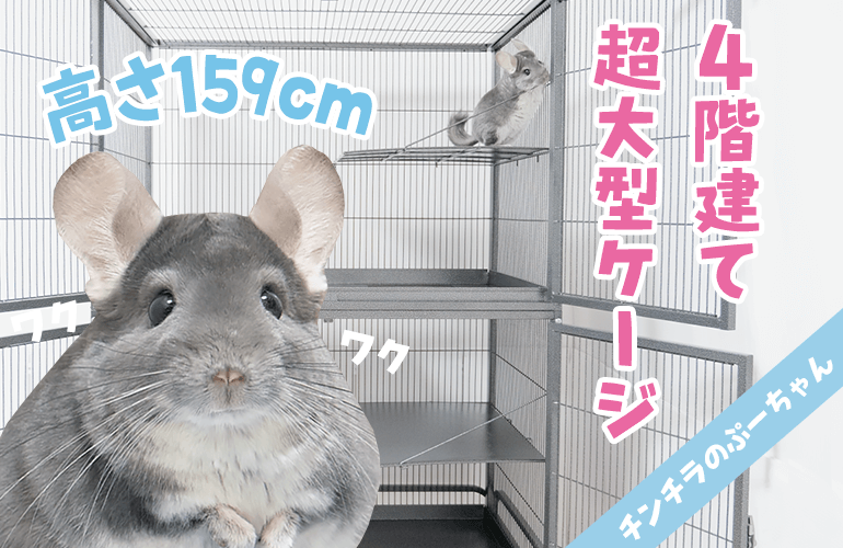 高さ159cm！チンチラのために超大型ケージを買いました！