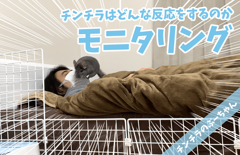 【モニタリング】飼い主が寝ていたらチンチラはどんな反応をするのか？