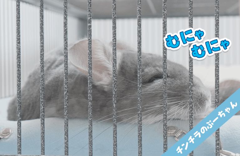 チンチラが眠りにつく瞬間が可愛すぎる