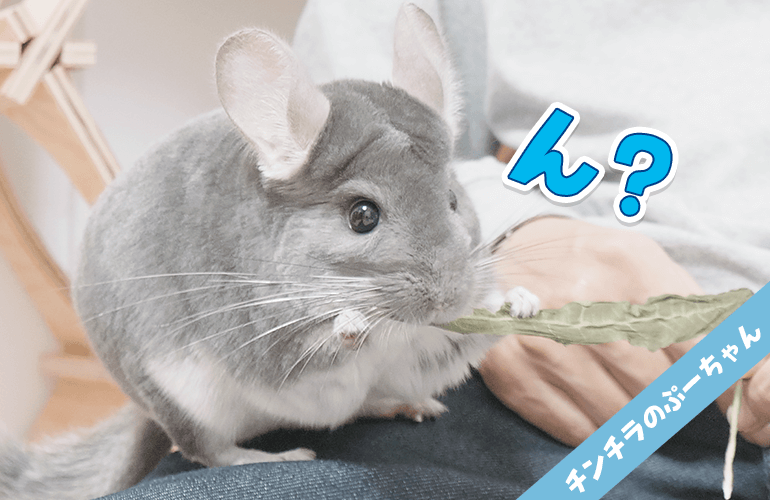 絶対にカメラ目線で食べさせたい飼い主 VS 絶対に持ち逃げしたいチンチラ