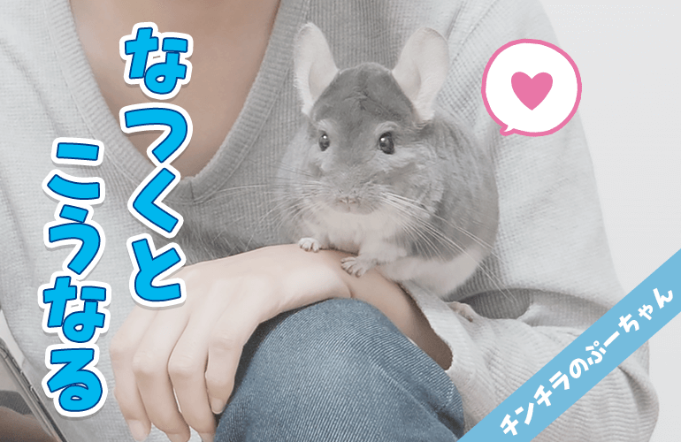 なつくとこうなる！どこにいても飼い主のそばに来る甘えん坊なチンチラが可愛すぎる！