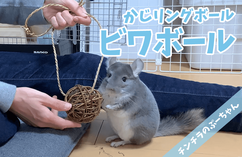 【チンチラのおもちゃ】「かじリングボール ビワボール ミニ」でぷーちゃんと遊ぼう！