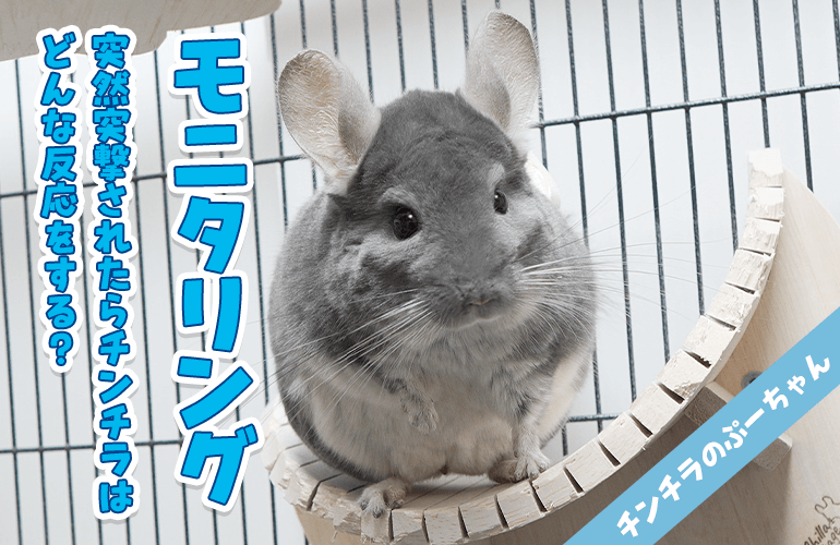 【モニタリング】部屋んぽの時間じゃないのに突然飼い主が突撃したらチンチラはどんな反応をする？