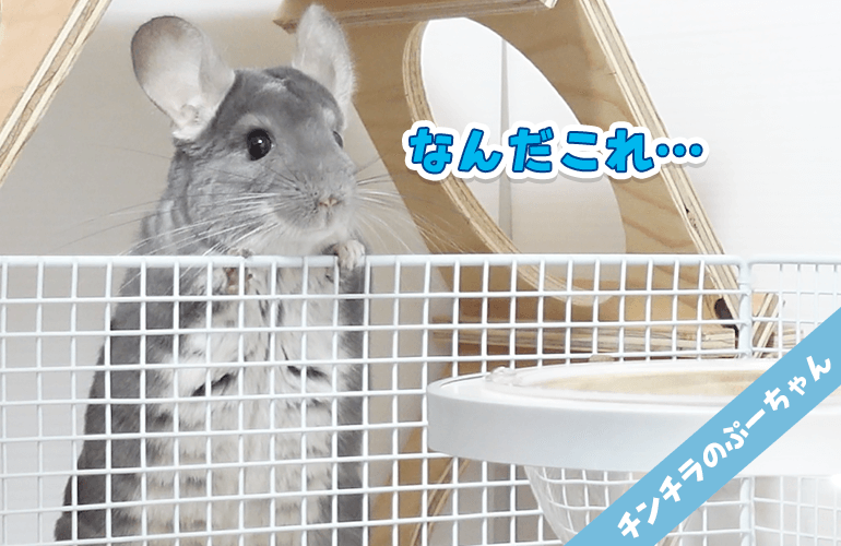 必死過ぎる飼い主にドン引きなチンチラ