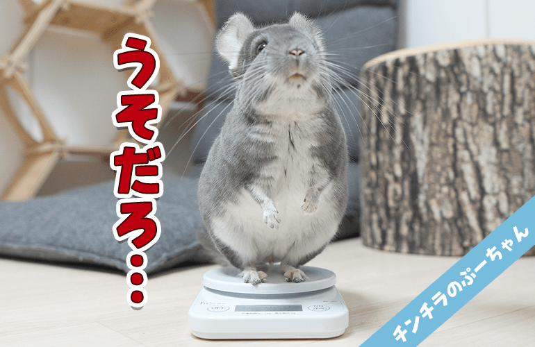 せっかく増えたチンチラの体重が…