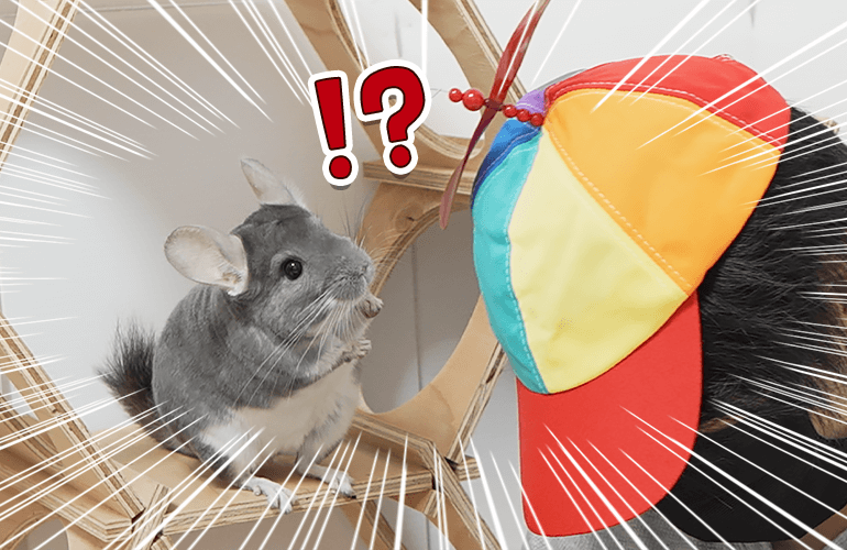 突然タケコプターを付けてきた飼い主を見たチンチラの反応が可愛すぎたｗ