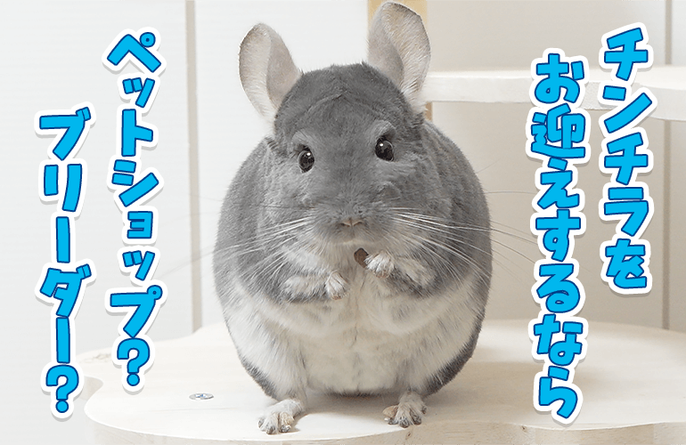 【お迎えする前に見て!!】チンチラをお迎えするならどこが良いのか？