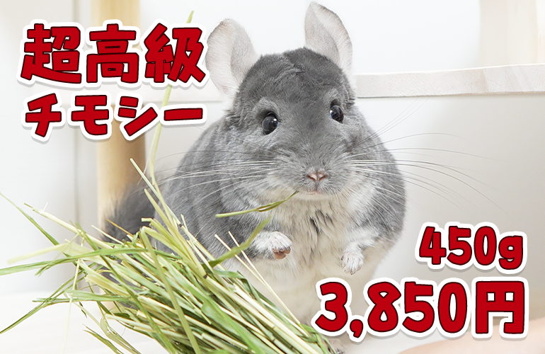 数量限定！1袋3,850円の高級すぎるチモシーをチンチラにあげてみた！