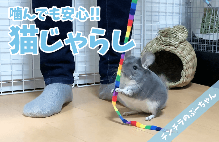 【チンチラのおもちゃ】猫じゃらし大好き！新しい猫じゃらしに夢中なぷーちゃんが可愛すぎる！