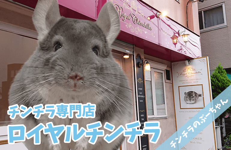 【チンチラ】はじめてのロイチン！チンチラ専門店「ロイヤルチンチラ」へ行ってきました！