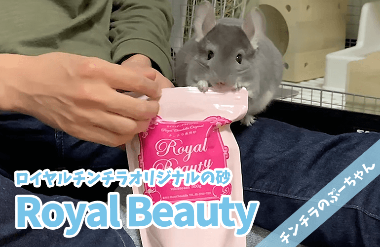 【チンチラ】ロイヤルチンチラオリジナル砂「Royal Beauty」に砂浴び大好きぷーちゃんも大興奮！