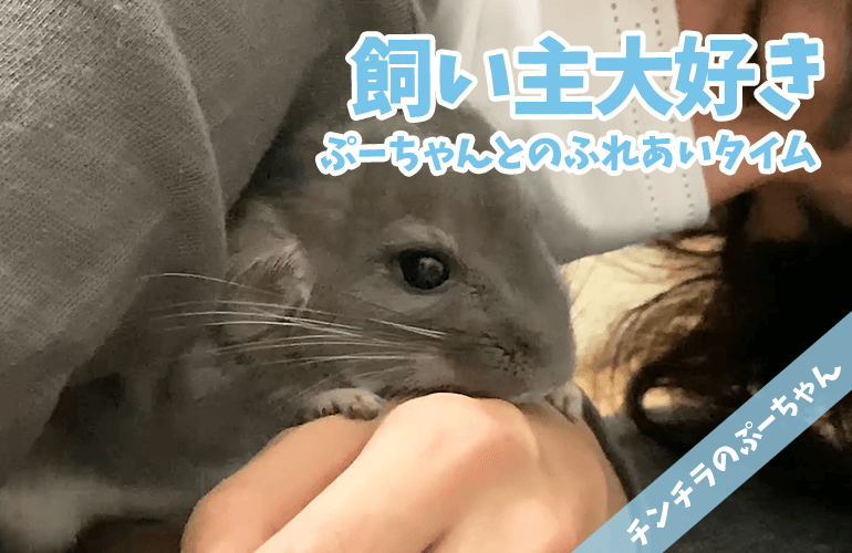 【チンチラ】飼い主大好き！べったり甘えん坊なチンチラとのまったり癒しタイム！