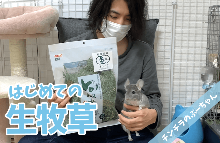 【チンチラ】はじめての旬牧草！生牧草って美味しいの？