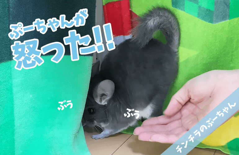 【チンチラの鳴き声】いたずらを邪魔されて怒るぷーちゃんの鳴き声！