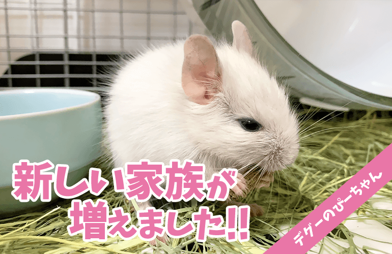 【ご報告】新しい家族が増えました！可愛すぎるホワイトデグーの赤ちゃん！