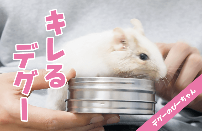 飼い主におやつを取られると思ってキレるデグー