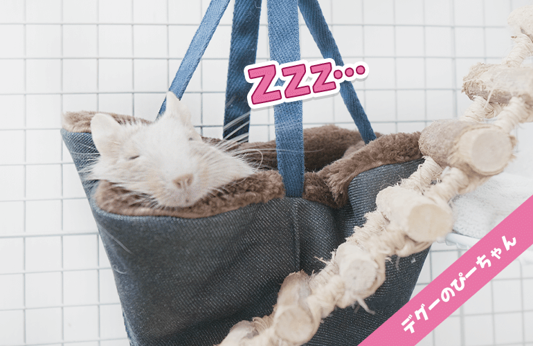 ハンモックに吸い込まれて眠るデグーが可愛い！