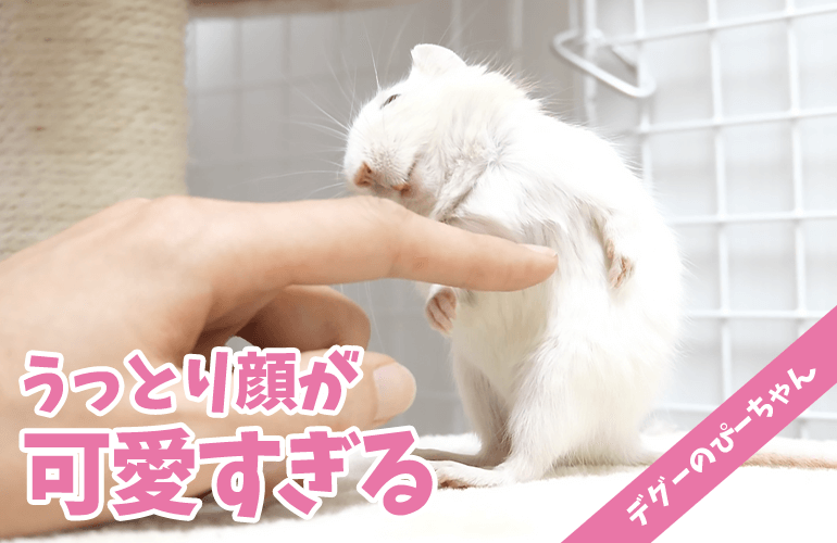 【デグー】早くもベタ慣れ！カイカイにうっとり顔のぴーちゃんが可愛すぎる！