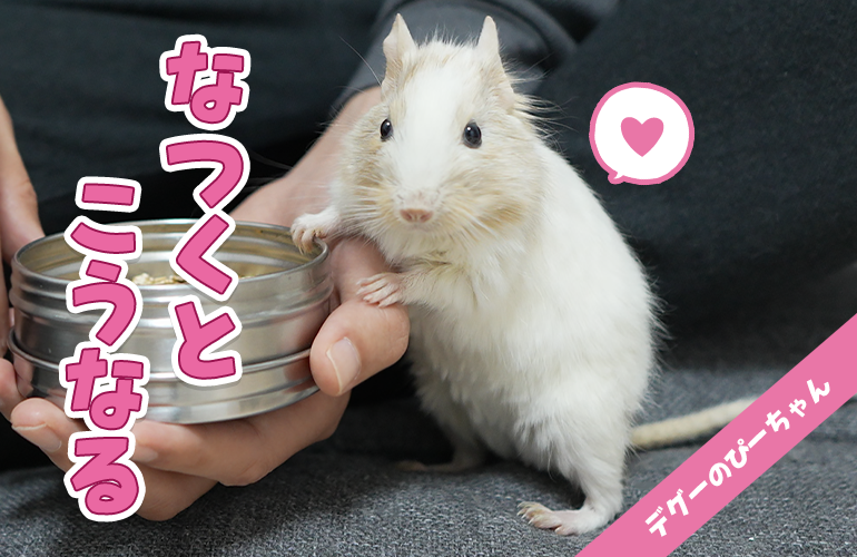 なつくとこうなる！飼い主のそばを離れないデグーが可愛すぎる！