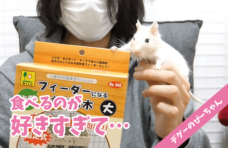 【デグー】食べるのが大好きなぴーちゃんに牧草フィーダーになるかじり木をプレゼントしてみたら…