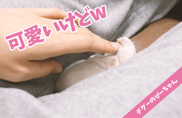 【デグー】部屋んぽの途中に飼い主の足の間でお昼寝するぴーちゃんが可愛すぎる！