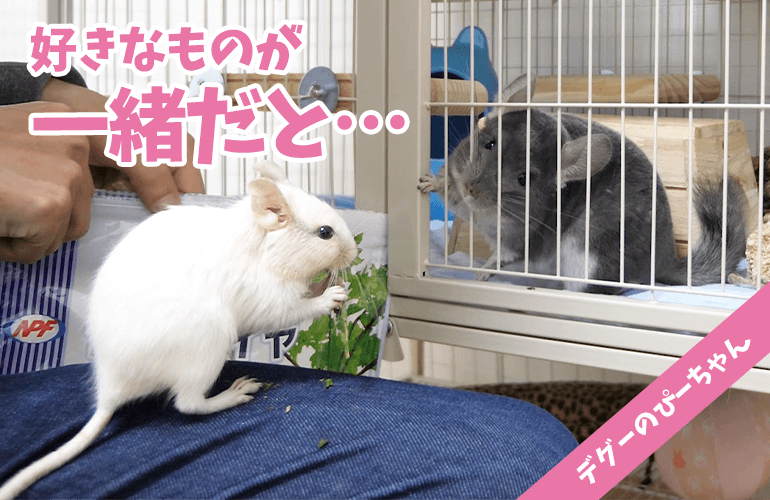 【デグー】チンチラのぷーちゃんの大好きな「青パパイヤリーフ」をぴーちゃんにあげてみたら…