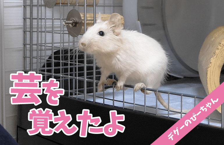 【デグー】芸をするデグー！ハウスを覚えたぴーちゃんが可愛すぎる！