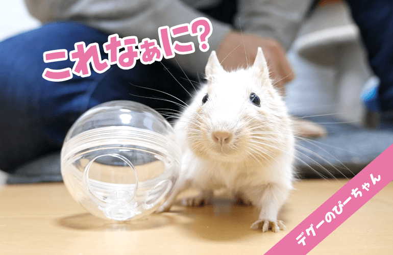 食べたいけど食べられない！新しいフォージングトイにデグーのぴーちゃんも大苦戦！