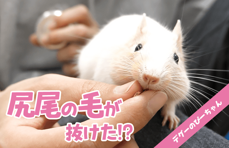 デグーの尻尾の毛が抜けた！？ぴーちゃんはじめての病院へ