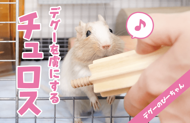 かじり木に興味がなかったデグーを虜にしたチュロス！