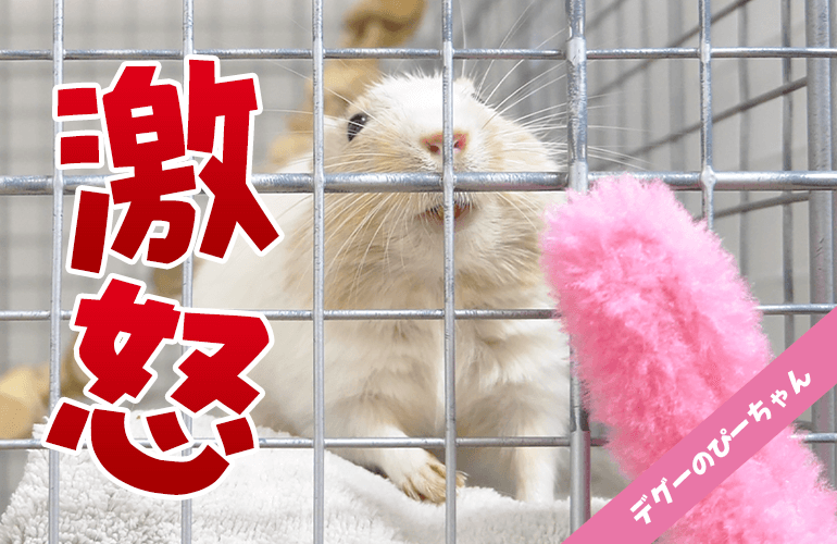 【激おこ】大好きなはずの猫じゃらしになぜか逆ギレするデグー！