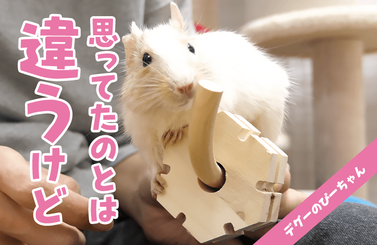 飼い主が期待していた遊び方とは違う方法で楽しむデグーが可愛い！