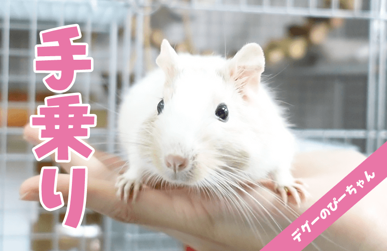 手乗りデグー！忙しいぴーちゃんは1分間手に乗り続けられるのか！