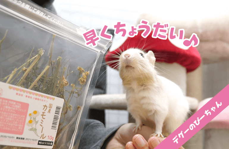 【癒し】はじめて食べられる花を見た時のデグーの反応がこちら…