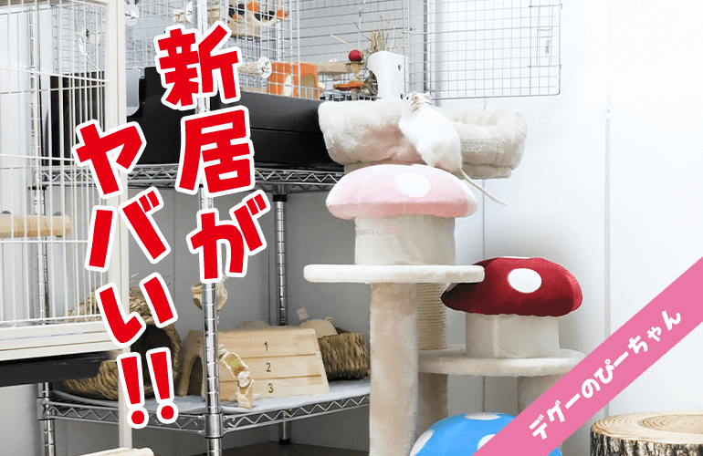 【引っ越し】まるでタワマン最上階！はじめての新居に興奮が隠せないデグーがこちら！