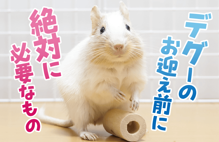 【デグーを飼う前に見て】デグー飼育に絶対に必要なもの【デグーのお迎え準備】