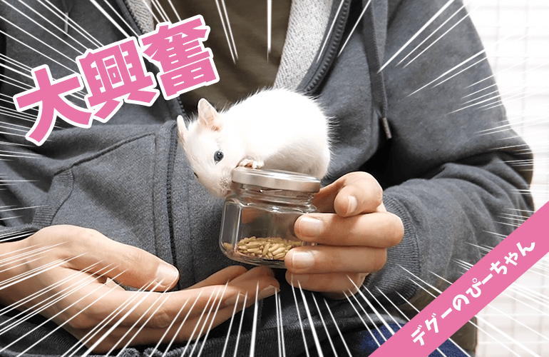 【デグー】大興奮！デグーを虜にする「えん麦」に夢中なぴーちゃんが可愛い！