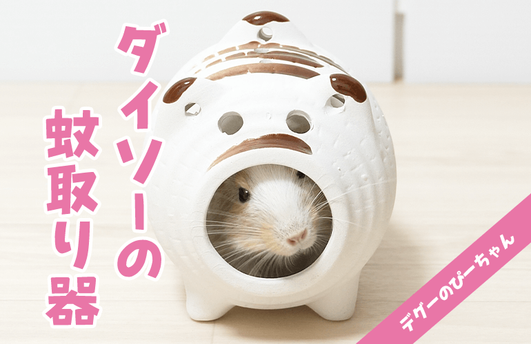 【ダイソー】豚の蚊取り器にすっぽりハマるデグーが可愛い