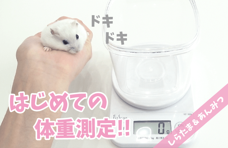 【ハムスター】しらたまとあんみつはじめての体重測定！！