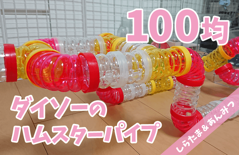 【ハムスター】100円ショップダイソーのハムスターパイプで巨大アスレチック！