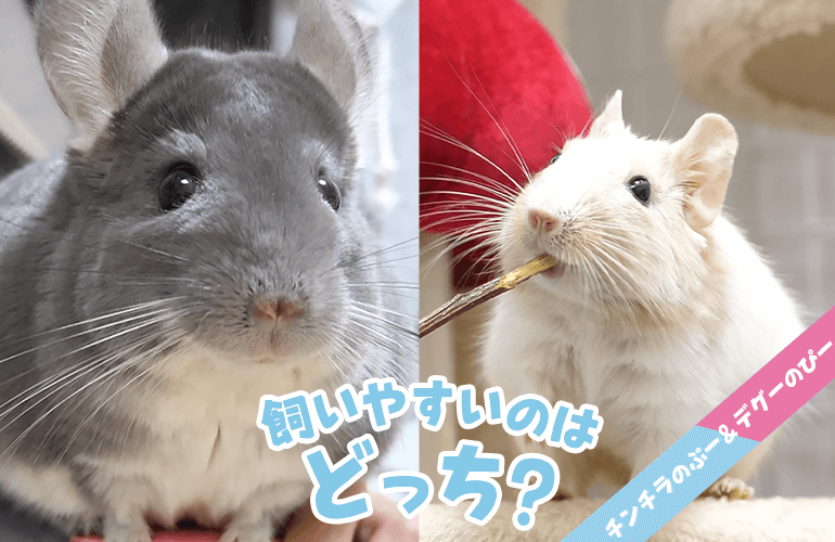 チンチラとデグー 飼いやすいのはどっち？