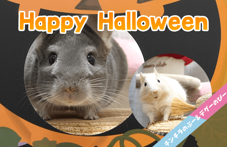 【100均】セリアのペット用ハロウィングッズが可愛すぎる！チンチラとデグーとおうちハロウィン！